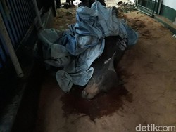 Sapi Kurban di Duren Sawit Mati Mendadak Sebelum Disembelih