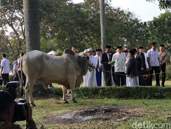 Ini Penampakan Sapi 1,4 Ton Milik Jokowi di Masjid Cibinong