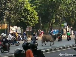 Hendak Disembelih, Sapi Kurban Ini Kabur ke Jalan Sudirman Hendak Disembelih, Sapi Kurban Ini Kabur ke Jalan Sudirman