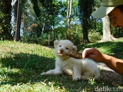 Taman Safari Prigen Tutup Kunjungan Wisatawan Dampak Corona