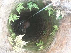 Sapi yang akan Dikurbankan di Bandung Ngamuk Masuk Sumur