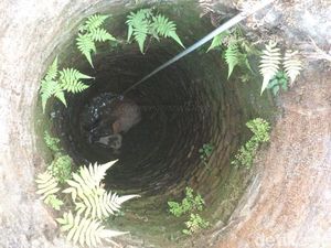 Aneka Cerita Hewan Kurban: Nyemplung ke Sumur hingga Nyasar ke Kafe Aneka Cerita Hewan Kurban: Nyemplung ke Sumur hingga Nyasar ke Kafe