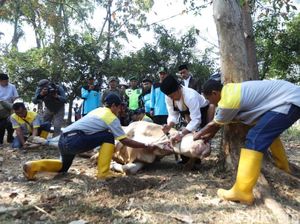 Bupati Bandung Sembelih Sendiri Dua Ekor Sapi Kurban