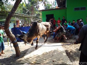 Ramai-ramai Menjagal Sapi Kurban Jokowi di Sleman