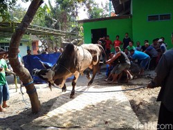 Ramai-ramai Menjagal Sapi Kurban Jokowi di Sleman