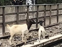 2 Kambing Keluyuran, Jalur Kereta Bawah Tanah New York Terganggu