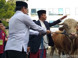 Anies Sumbang Sapi 1,2 Ton ke Masjid Balai Kota