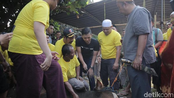 Ayu Ting Ting hingga Anang dan Ashanty Potong Kambing dan Sapi