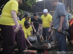 Keluarga Anang Kurban 5 Ekor Sapi Limosin