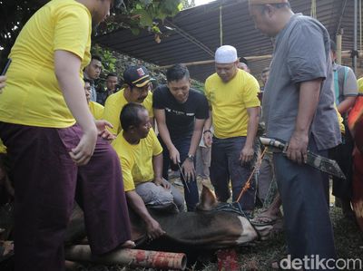 Ayu Ting Ting hingga Anang dan Ashanty Potong Kambing dan Sapi