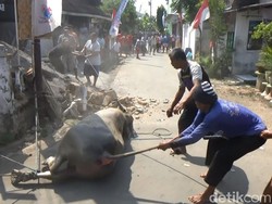 Kerbau Kurban Ngamuk Rusak Bangunan, Akhirnya Dipotong di Jalan