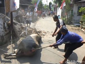 Kerbau Kurban Ngamuk Rusak Bangunan, Akhirnya Dipotong di Jalan Kerbau Kurban Ngamuk Rusak Bangunan, Akhirnya Dipotong di Jalan