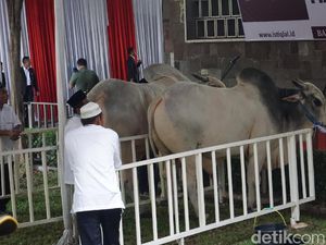 Penampakan Sapi Kurban Jokowi Seberat 1,5 Ton di Istiqlal Penampakan Sapi Kurban Jokowi Seberat 1,5 Ton di Istiqlal