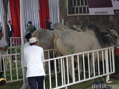 Penampakan Sapi Kurban Jokowi Seberat 1,5 Ton di Istiqlal