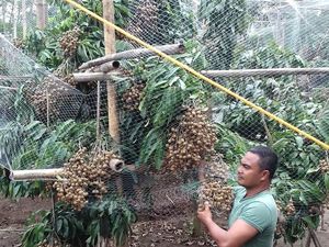 Kementan Dorong Pengembangan Produksi Lengkeng di Jateng