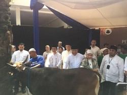 Sapi Limosin 500 Kg Jadi Kurban Gubernur BI
