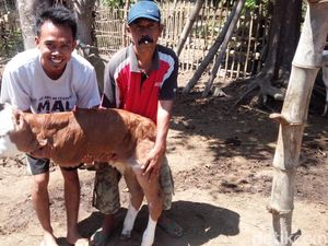 Viral, Anak Sapi di Jember Terlahir Hanya Berkaki Dua