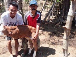 Viral, Anak Sapi di Jember Terlahir Hanya Berkaki Dua