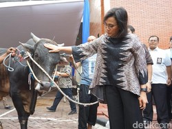Kurban di Gedung Kemenkeu, Sri Mulyani Bawa Sapi 700 Kg