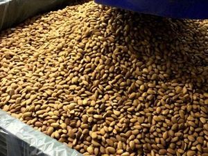 Industri Almond di Australia Sedang Krisis karena Kekurangan Pekerja Industri Almond di Australia Sedang Krisis karena Kekurangan Pekerja