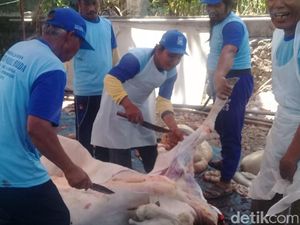 Tata Cara Penyembelihan Hewan Kurban dan Teknik Merobohkan Sapi Tata Cara Penyembelihan Hewan Kurban dan Teknik Merobohkan Sapi