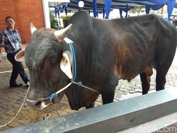 Antraks Jadi Penyakit Hewan yang Paling Dikhawatirkan Jelang Idul Adha