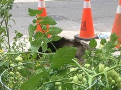 Lihat Lubang Jalanan Nganggur, Warga Malah Menjadikannya Kebun Tomat