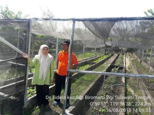 Pemprov Sulteng Dukung Daya Saing Hortikultura Para Petani