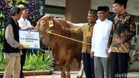 Jokowi Serahkan Dua Sapi Limosin ke PP Muhammadiyah