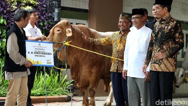 Jokowi Serahkan Dua Sapi Limosin ke PP Muhammadiyah