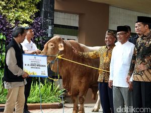 Jokowi Serahkan Dua Sapi Limosin ke PP Muhammadiyah