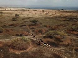 Celebrity on Vacation: Berinteraksi dengan Kuda Liar di Sumba Timur