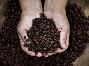 Tahun 1900 Kopi Jadi Alat Barter Senjata  di Sulsel Demi Lawan Belanda Tahun 1900 Kopi Jadi Alat Barter Senjata  di Sulsel Demi Lawan Belanda