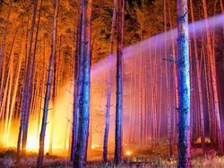 Kebakaran Hutan Terjadi di Dekat Berlin, Ratusan Orang Dievakuasi