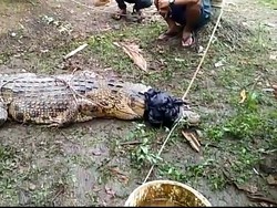 Buaya 1 Kuintal Diamankan Warga Jambi, Ini Penampakannya