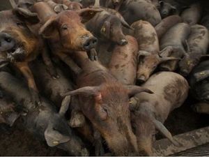 Jumlah Babi Melebihi Populasi Manusia, Spanyol Resah