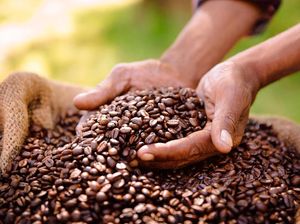 Mengenal 5 Biji Kopi Terbaik di Indonesia Dari Berbagai Wilayah