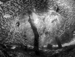 Foto Bawah Laut Raja Ampat Menang Penghargaan di Australia