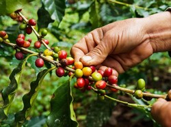 Cultuurstelsel Adalah Sistem Tanam Paksa, Ini Sejarah dan Kebijakannya