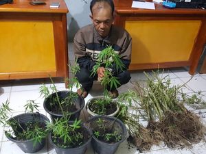 Petani Cabai Nyambi Tanam Ganja di Jambi Ditangkap