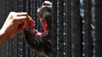 Sedih, Hewan Kebun Binatang Venezuela Kurus Gegara Krisis