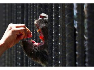 Sedih, Hewan Kebun Binatang Venezuela Kurus Gegara Krisis