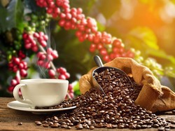 Jadi Primadona, Kopi Sempat Picu Perang Dua Kerajaan di Sulsel