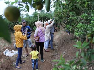 Piknik Bersama Keluarga di Kebun Jeruk Jersey Bandung