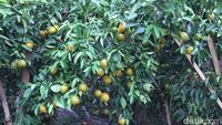 Foto: Kebun Jeruk di Bandung yang Asyik Untuk Piknik