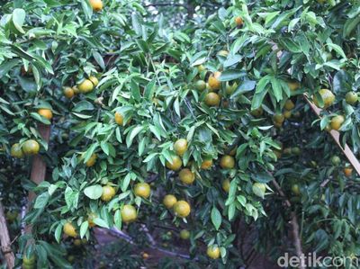 Foto: Kebun Jeruk di Bandung yang Asyik Untuk Piknik
