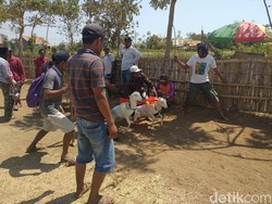 Serunya Kerapan Kambing di Probolinggo yang Jadi Ajang Silaturahmi Warga