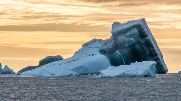 Menyelami Kehidupan Bawah Laut Antartika