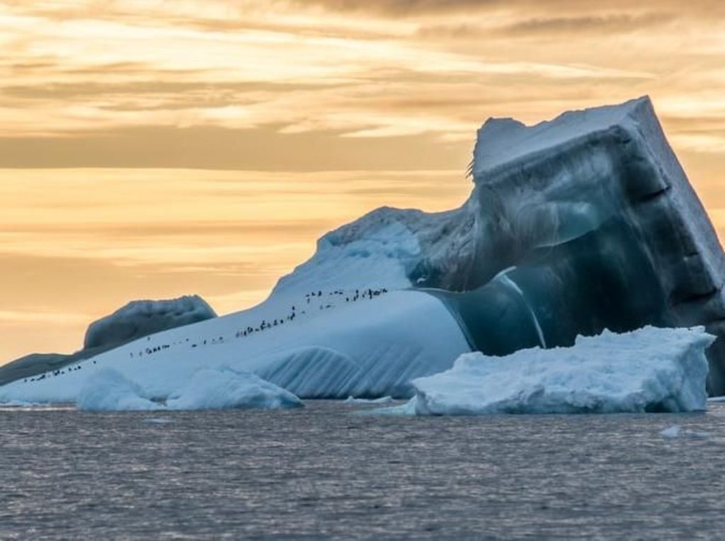 Menyelami Kehidupan Bawah Laut Antartika Menyelami Kehidupan Bawah Laut Antartika