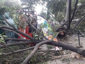 Bus TransJ Kecelakaan hingga Bikin Pohon Tumbang di Jaksel